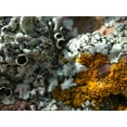 thumbnail image 2 of Grayscale 18x15 Black Ornate Wood Framed with Double Matting Museum Art Print Titled - Lichen III, 2 of 4