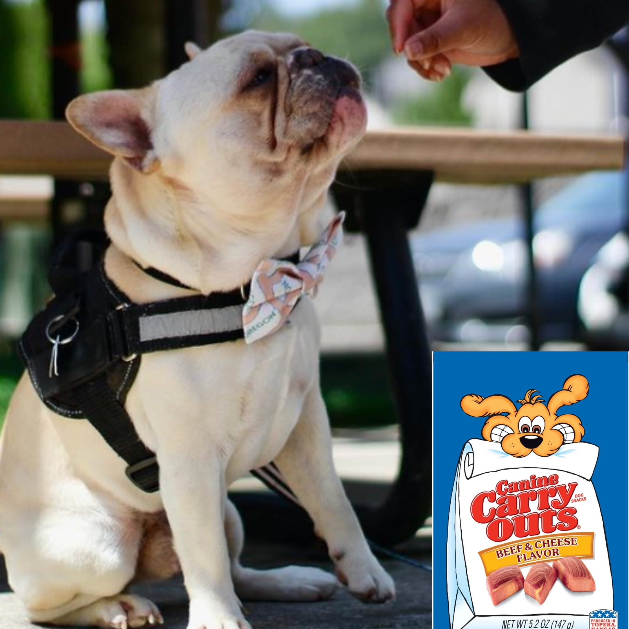 Canine Carry Outs Beef & Cheese Flavor Dog Snacks with Delicious Aroma & Soft Texture for Pup Treats Snackings Treating Training Goodies for All Dog Sizes Convenient & Resealable Bags 5.2oz Pack of 4