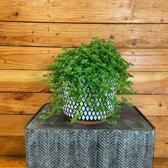 Pilea Green Baby Tears, 6" Plant, The Plant Farm