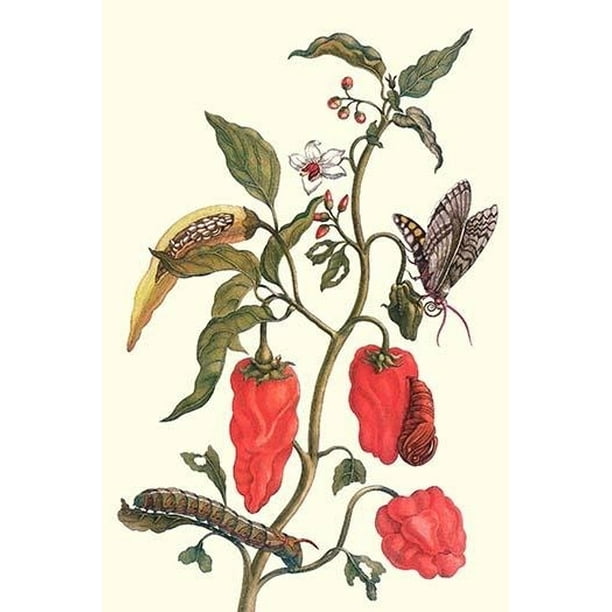 Cherry Pepper Tobacco Hornworm With Five Spotted Hawkmoth Poster Print By Maria Sibylla Merian 18 X 24 Walmart Com Walmart Com