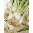 thumbnail image 1 of Tasc Onion Bulbs – Southport Scallions Vegetable Plant Bulb, 1 of 2