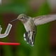 thumbnail image 4 of Comedero metálico para pájaros con ventana | Decoración colgante para jardín | Comedero automático resistente a la intemperie y a las ardillas para observar aves al aire libre, 4 of 9