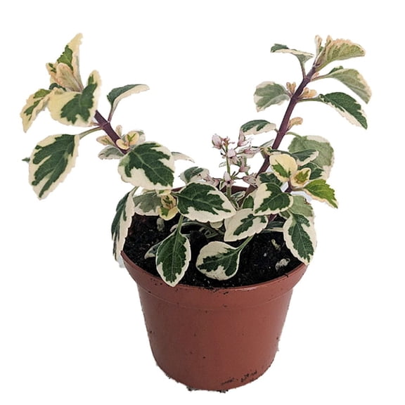 Rare Kandy Kisses Plant - Hemizygia - 2.5" Pot -