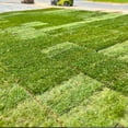 thumbnail image 5 of 8000 Zoysia Lawn Seed, Slow-Growing Grass for Yard, 5 of 5