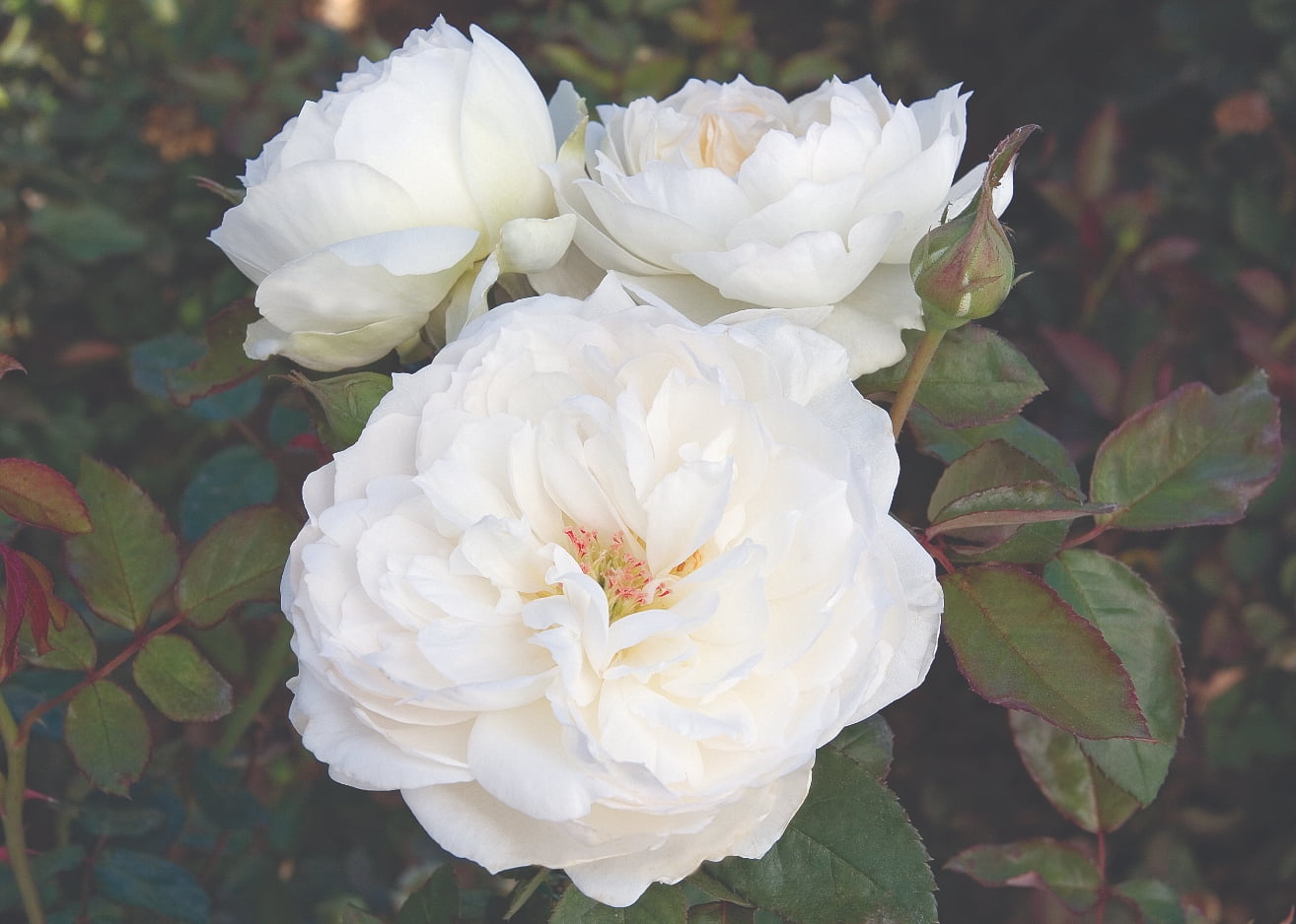 National Plant Network Bareroot Scentables Bolero Floribunda Rose Bush with White Flowers (2-pack)