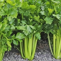 TomorrowSeeds - Tall Utah 52-70R Improved Celery Seeds - 1500 Count - For 2026 Planting Apium