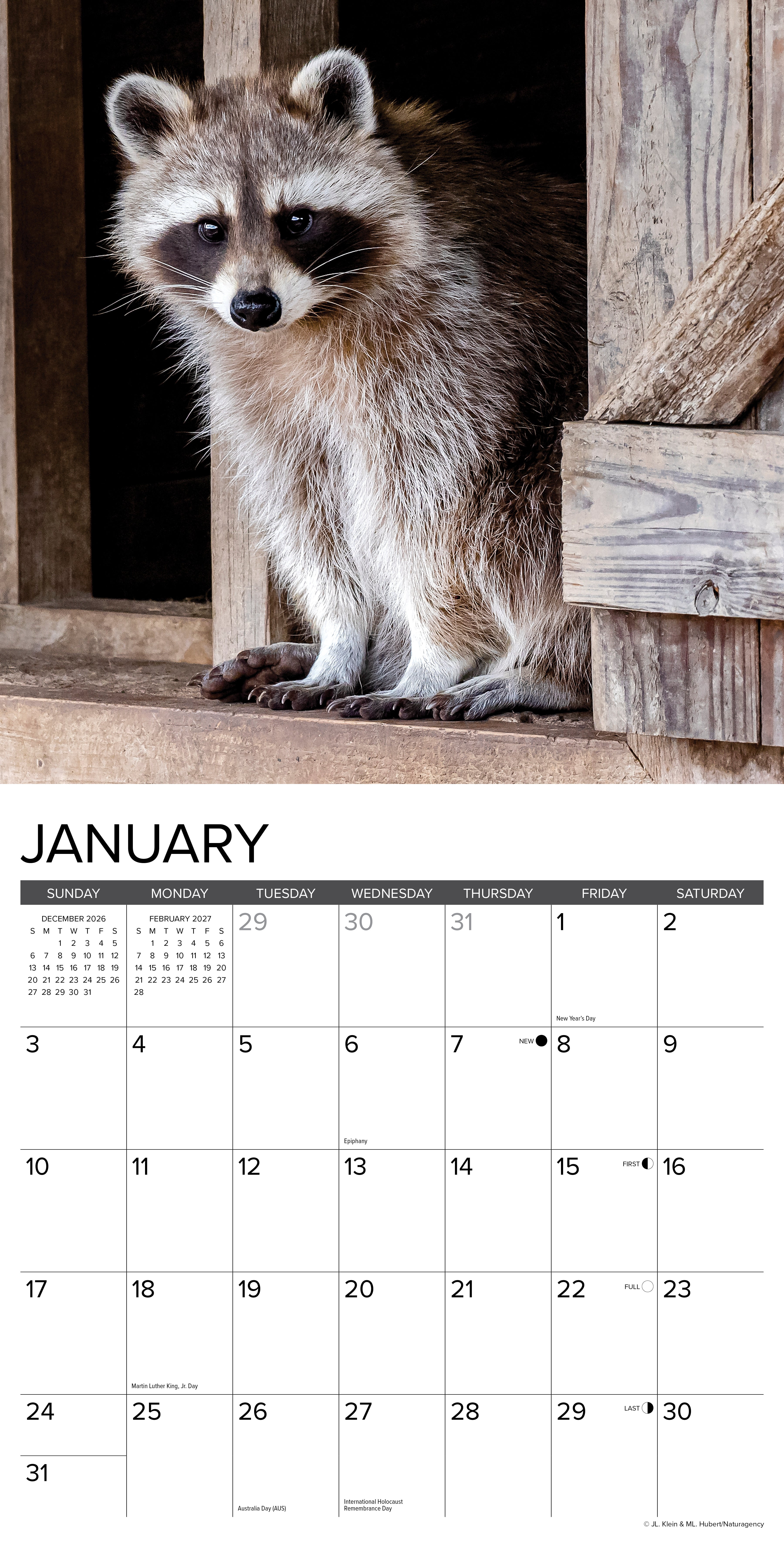 Willow Creek Press, Rascally Raccoons 2027 Wall Calendar