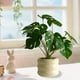 thumbnail image 4 of Simulation Plants Decorative Small Potted Plants Office Living Room Desktop Indoor Bonsais Ornaments Bionics Fake Flowers And Greenerys, 4 of 6
