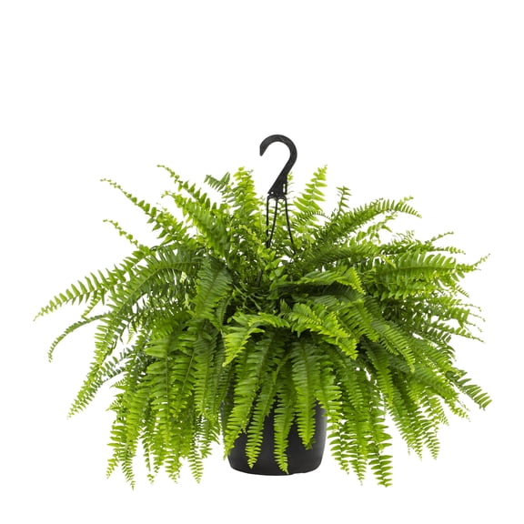 Expert Gardener 20-24" Wide Boston Fern Live Plant in 1.5-Gallon Grower Pot