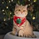 thumbnail image 4 of Pisexur Suministros para mascotas2025 Christmas Pet Bufanda Collarpara perros, gatos y animales., 4 of 4