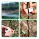 thumbnail image 4 of Playo Chico Polystrech Pelicula Estirable Emplaye Trasplante, 4 of 8