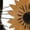 White-1, variant on Women fun Watercolor Sunflower Heart Bouquet Graphic Tees T Shirt Tops Round neck Printed Cotton T Shirt Black S-5XL