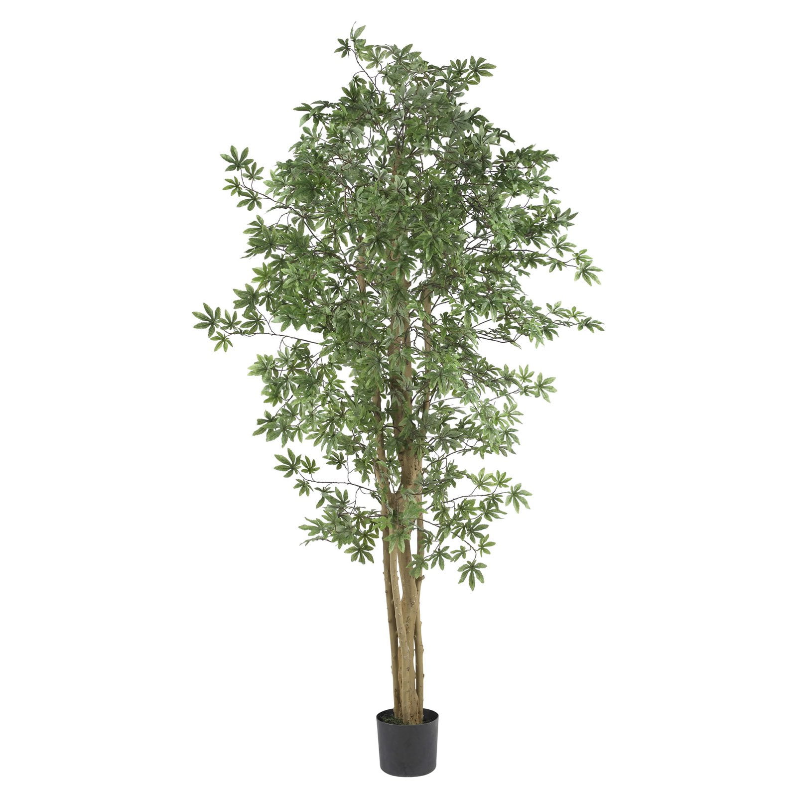 ' Japanese Maple Silk Tree Walmartcom - ' japanese maple silk tree walmartcom -