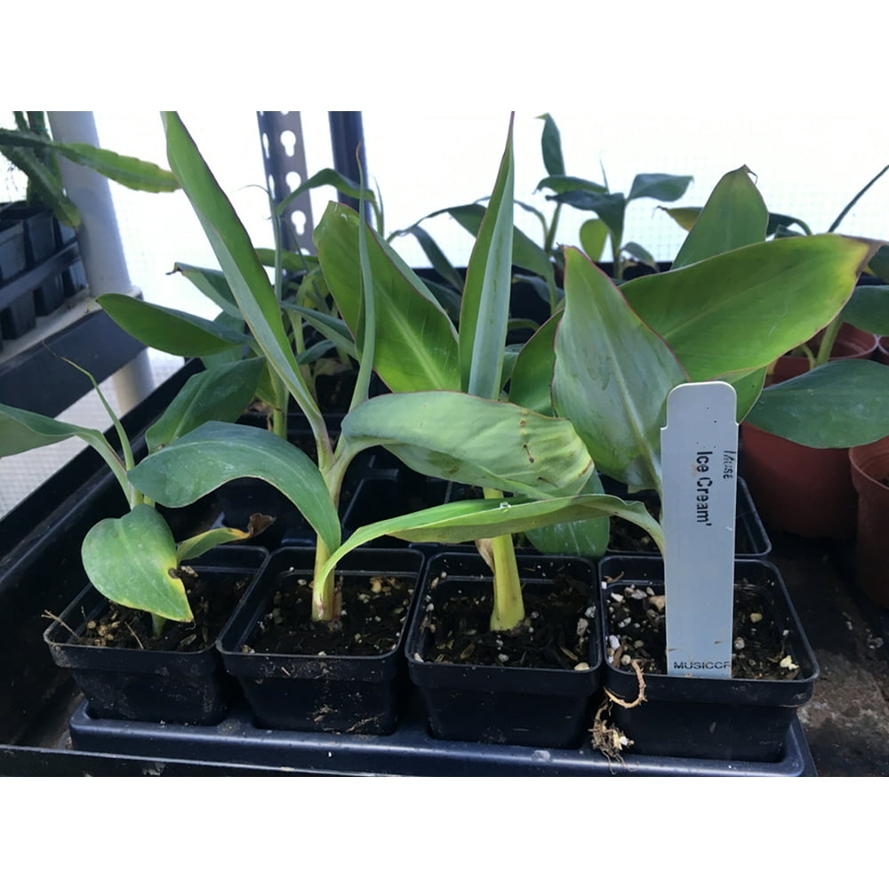 Ice Cream Banana Plant Live Banana Tree "Ice Cream"