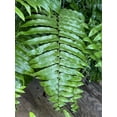 Macho Fern Live Plant in a 10 inch Pot 3 Gallon Nephrolepsis
