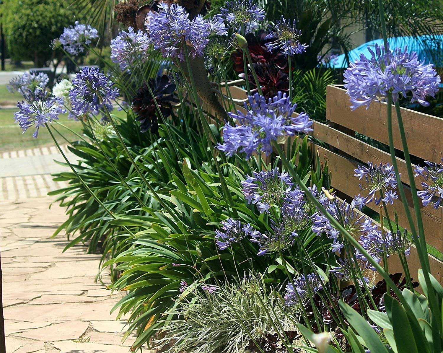 Agapanthus Africanus 'Lily of The Nile' - 3 Live Plants - 2" Pot Size - Blooming Groundcover