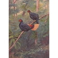 thumbnail image 3 of George Edward Lodge 14x18 Black Modern Framed Museum Art Print Titled - Malayan Crestless Fireback (1918-1922), 3 of 5