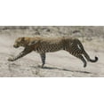 thumbnail image 2 of Bennion, Scott 14x9 White Modern Wood Framed Museum Art Print Titled - On The Run, 2 of 4