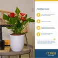thumbnail image 5 of Costa Farms 10-12" Tall Red Anthurium, Bright Indirect Sunlight, Indoor Live House Plants, 5 of 7