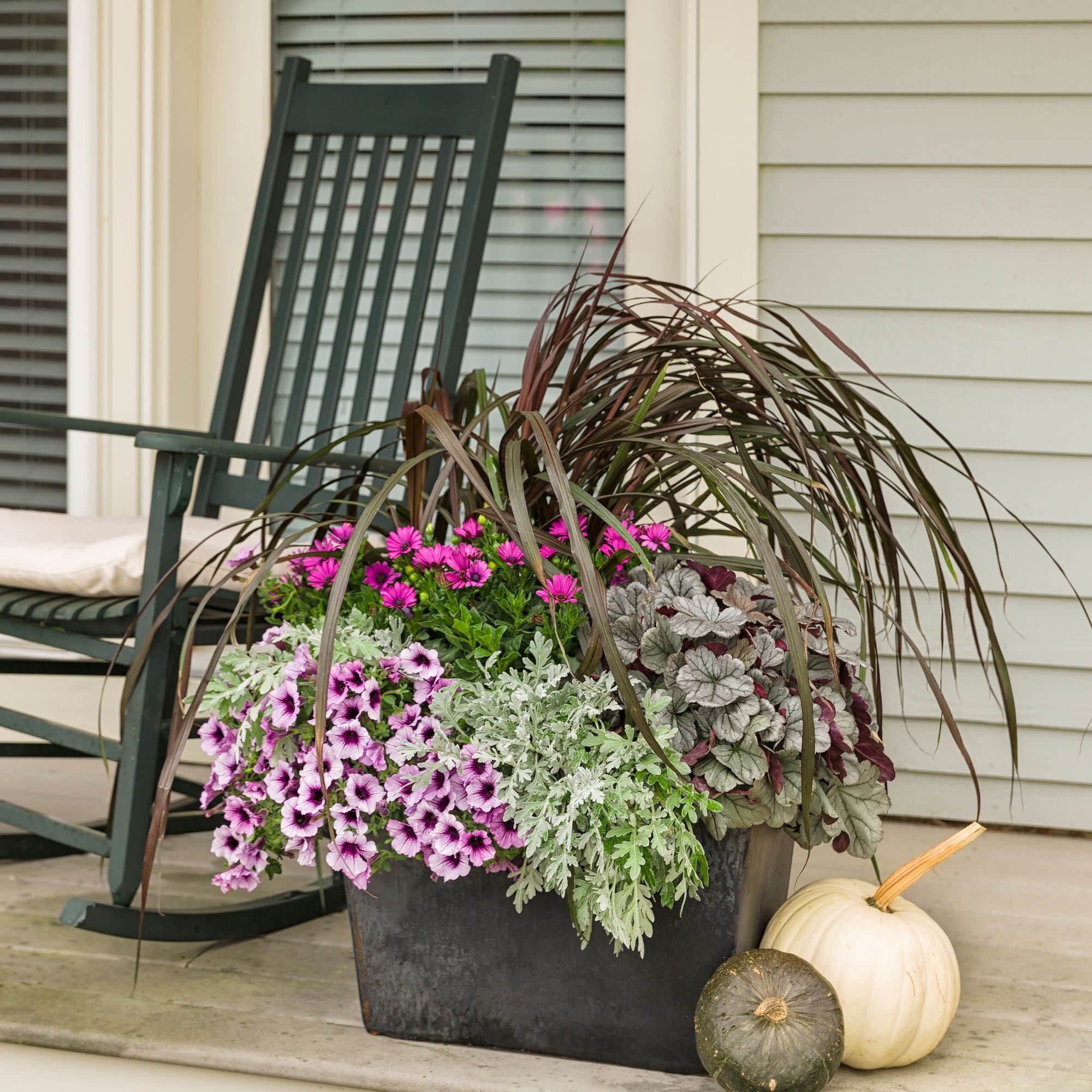 Proven Winners 4" Bright Lights Purple African Daisy Live Plant in 4.25" Pot (4 Count)