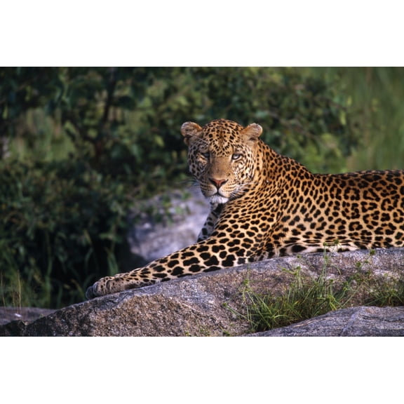 Leopard Laying On Kopje Serengeti National Park Canvas Art - Natural Selection David Ponton Design Pics (18 x 12)