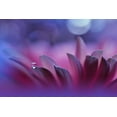 thumbnail image 2 of Nan, Juliana 14x11 White Modern Wood Framed Museum Art Print Titled - Blossoming Heart...II, 2 of 4