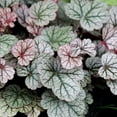 QAUZUY GARDEN 1200 Coral MMF7 Bells Plant Seeds Alumroot, Rock Geranium