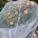 thumbnail image 4 of Funda Protectora Jardín Antipájaros Con Cordón para Frutas Y Verduras (160cm), 4 of 5