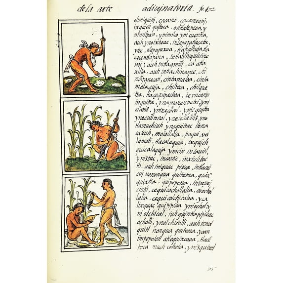 24x36 gallery poster, Cultivation of maize by the Aztec, from Florentine Codex