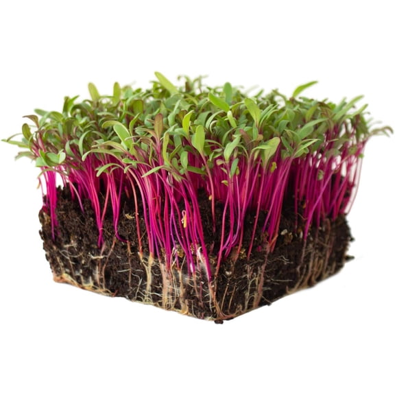 Bulls Blood Beet Seeds - 1 Oz - Non-GMO, Heirloom - Vegetable Garden, Microgreens Seeds
