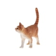 thumbnail image 4 of Juguete de animal de plástico para gato Yotijar Figuras de animales, 4 of 6