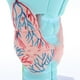 thumbnail image 3 of Modelo Laríngeo 3 Veces Más Grande, Anatomía Del Tracto Respiratorio , Fisiología shamjiam Herramienta de enseñanza, 3 of 8