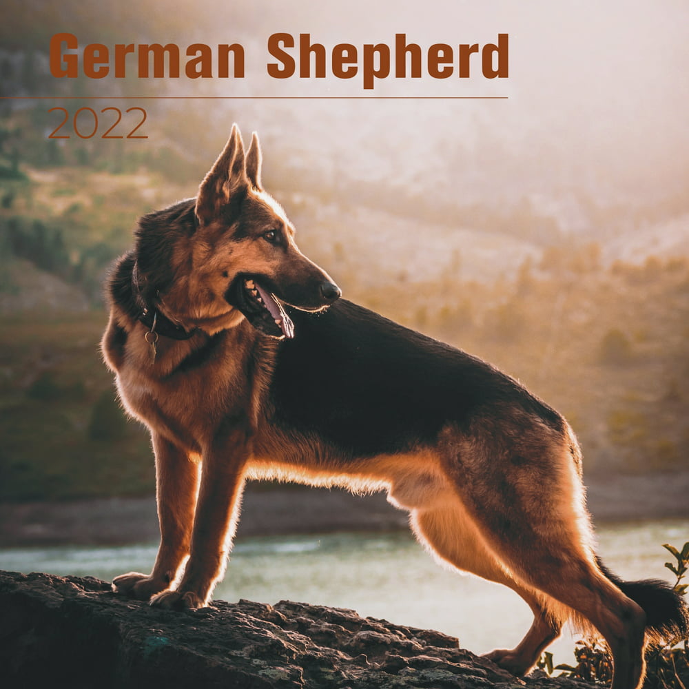 German Shepherd Calendar 2022 - German Shepherd Dog Breed Calendar