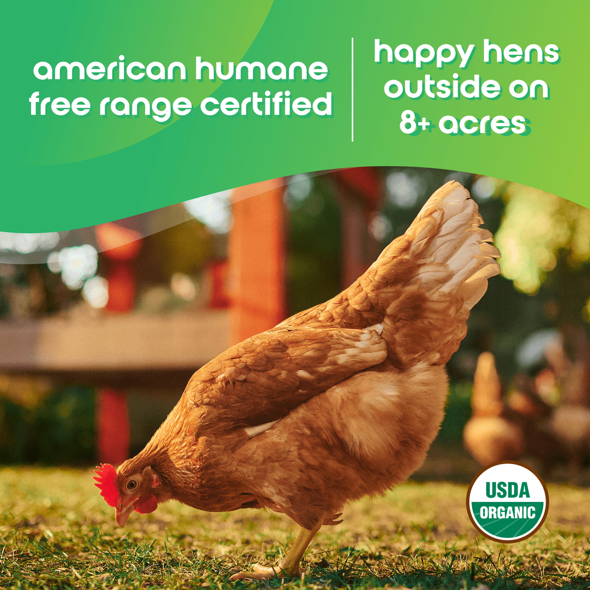 Happy Egg Co. Organic Free-Range Large Brown Eggs, 12 Count (Dozen)