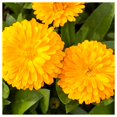 thumbnail image 1 of Everwilde Farms - 1 oz Bon Bon Yellow Calendula Garden Flower Seeds - Gold Vault Bulk Seed Packet, 1 of 3