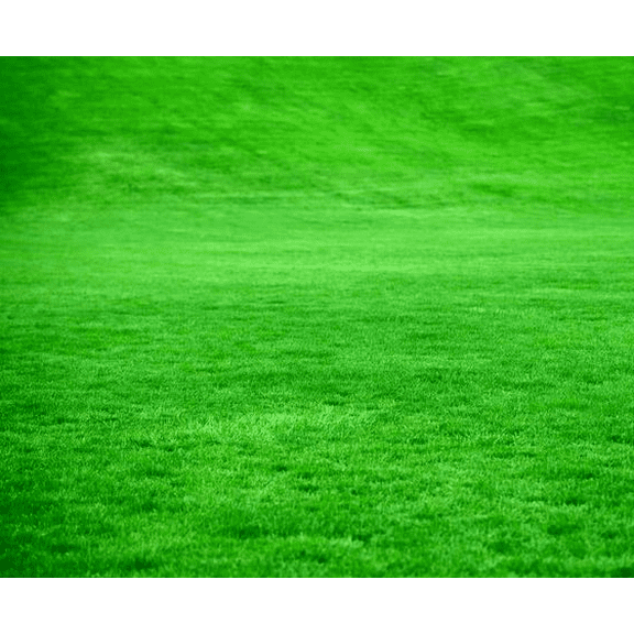 2000 Emerald Zoysia Grass Seeds Zenith Zoysia Grass Seeds For Planting, Lawn Grass Groundcover Seed Ornamental Grass Seed