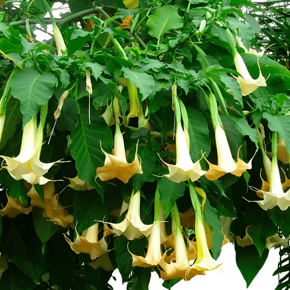 White Angel’s Trumpet Live Shrub – 5 Gallon