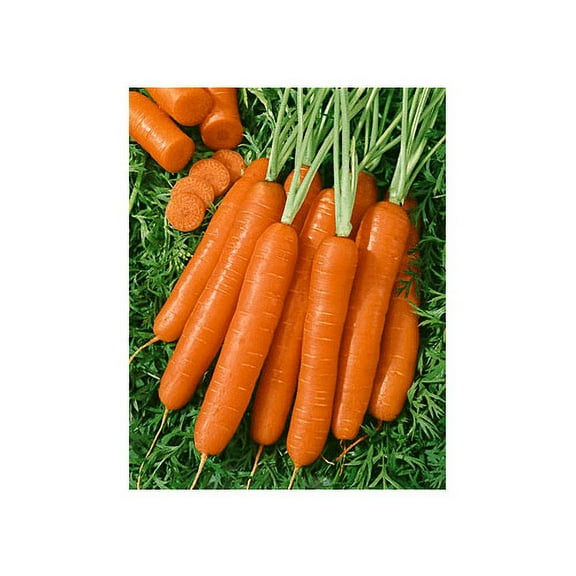 Carrot Scarlet Nantes Great Heirloom Vegetable by Seed Kingdom Bulk 40,000 Seeds
