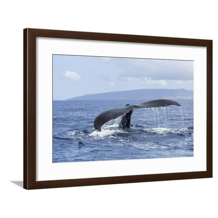 Humpback Whale, whale Watching off Maui, Hawaii, USA Framed Print Wall Art By Stuart