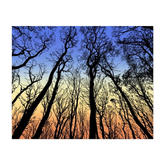 View From The Bottom Of The Forest Trees - Digital Art Silhouette Sunset Woods Forest Nature Autumn Scenic Unframed Wall Art Print 4 x 6 inches