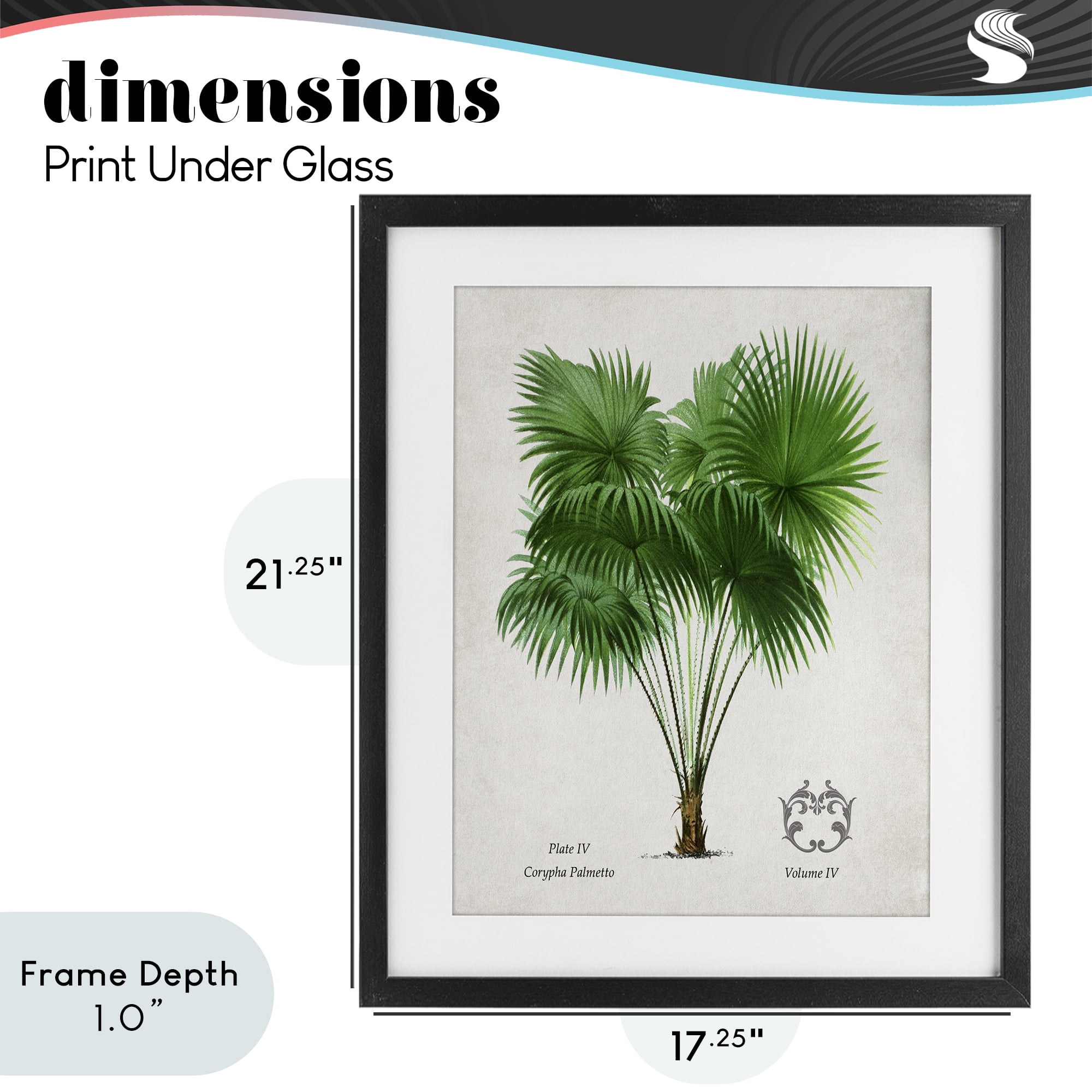 Stupell Industries Fan Palm Vintage Study Black Framed Print Under Glass, design by Val Rhodes