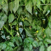 Harris Seeds - Pepper Seeds - Bastan Organic Variety - Non-GMO - Large Fruits - 50 Seeds
