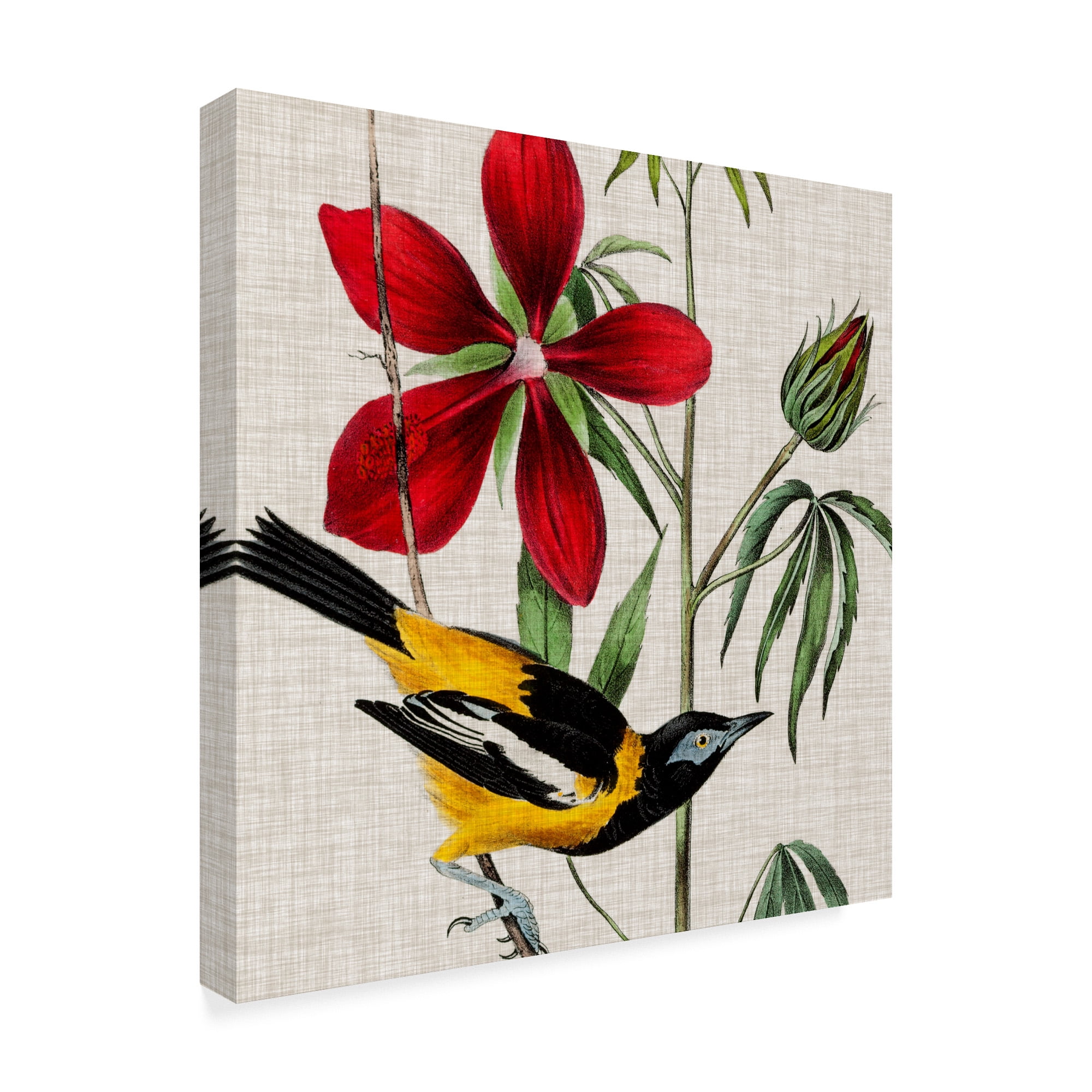 Trademark Fine Art 'Avian Crop I' Canvas Art by John James Audubon
