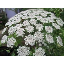 Bishop Flower Seed, 500 Seeds, Annual, Beautiful Flower!