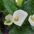 thumbnail image 6 of National Plant Network Calla Lily White Flirt Bulbs (6-Pack), 6 of 10