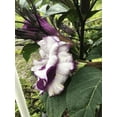 thumbnail image 2 of Purple People Eater Angel Trumpet Seeds- 5 Seeds, 2 of 5