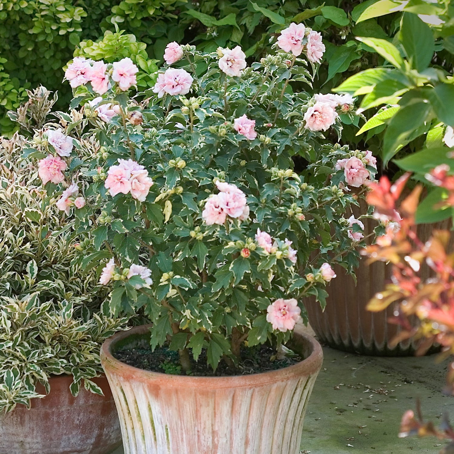 Proven Winners ColorChoice 5" Pink Sugar Tip Rose of Sharon Live Plant in 4.5" Pot (4 Count)