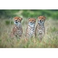 thumbnail image 2 of Ortega, Xavier 14x11 White Modern Wood Framed Museum Art Print Titled - Cheetah Cubs, 2 of 4