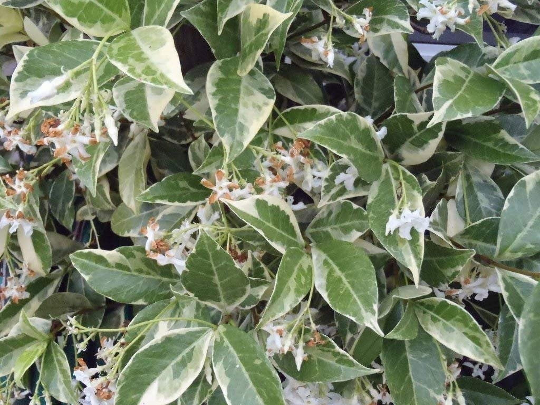 Confederate Jasmine Variegated - 3 Live Plants - Trachelospermum Jasminoides Variegatum - Fragrant Blooming Evergreen Vine