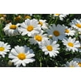 thumbnail image 3 of 1000 DWARF White SHASTA DAISY Chrysanthemum Maximum Flower Seeds, 3 of 7